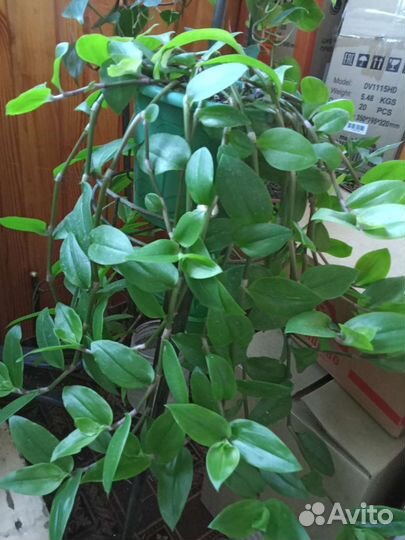 Традесканция