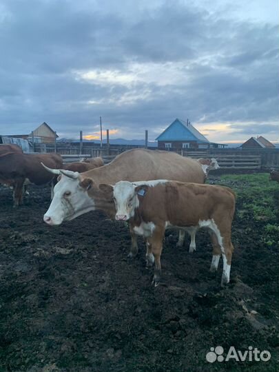Продам крс, телята, молодняк