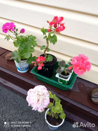 Пеларгония герань