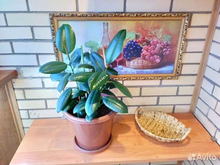 Три фикуса в одном горшке