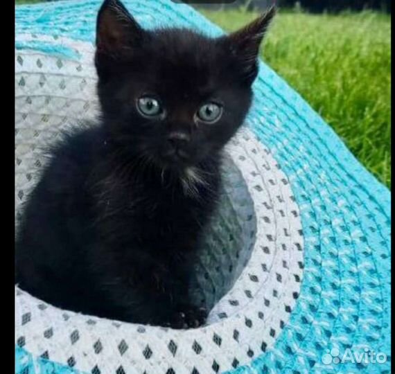 Чудесные котятки