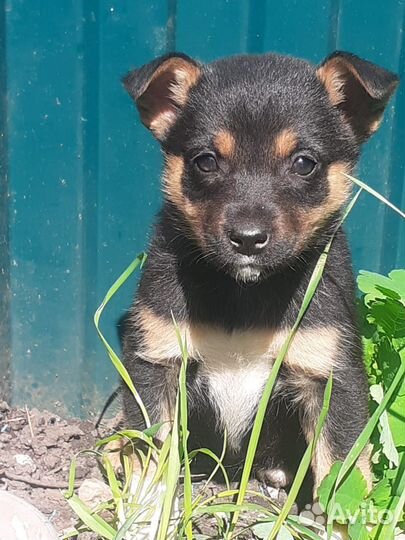 Щенки ищут дом