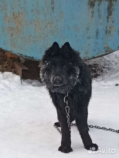 Немецкая овчарка черного окраса длинношёрстная