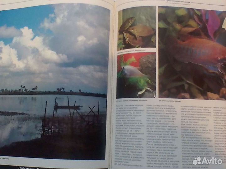 Книга Аквариум