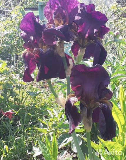 Ирисы бородатые сортовые