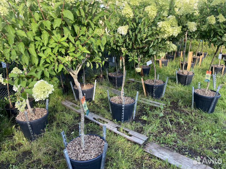 Гортензия на штамбе