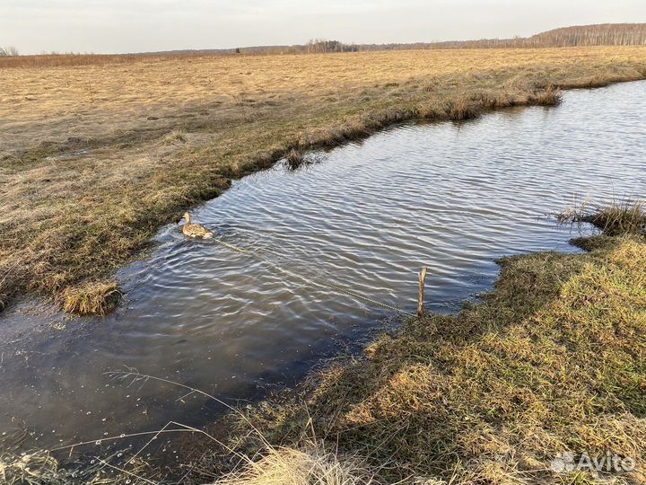 Поводок для подсадной утки,ногавка. Утка подсадная