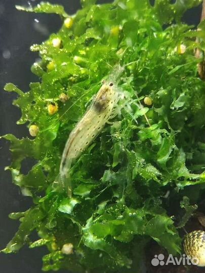 Креветки Амано и Вишни аквариумные