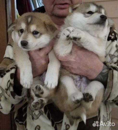 Щенки хаски