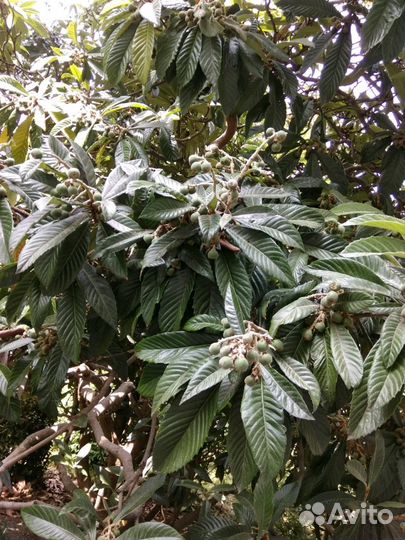 Мушмула японская саженец