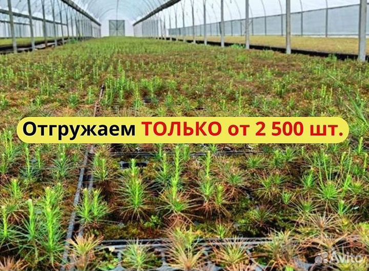 Саженцы сосны окс от производителя