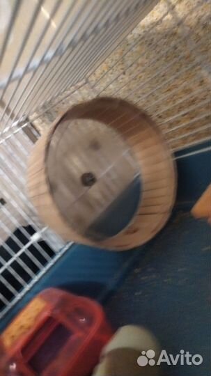 Клетка для джунгарского хомяка