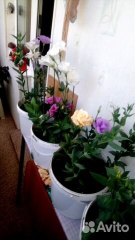 Эустома в горшке и бегония в горшке купить в Новоуральске | Товары для ...