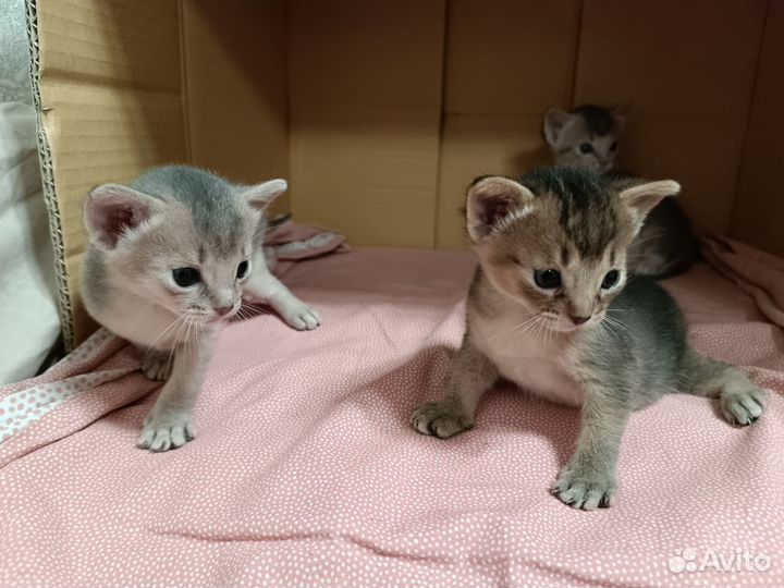 Абиссинские малыши