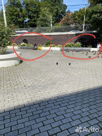 Невероятно красивая кошка