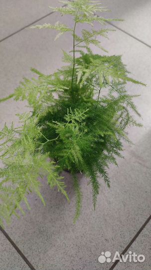 Аспарагусы