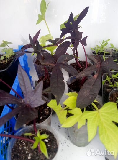 Ипомея батат