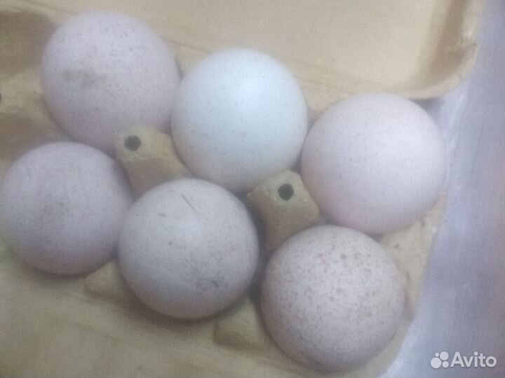 Инкубационное яйцо индейки не бройлеров