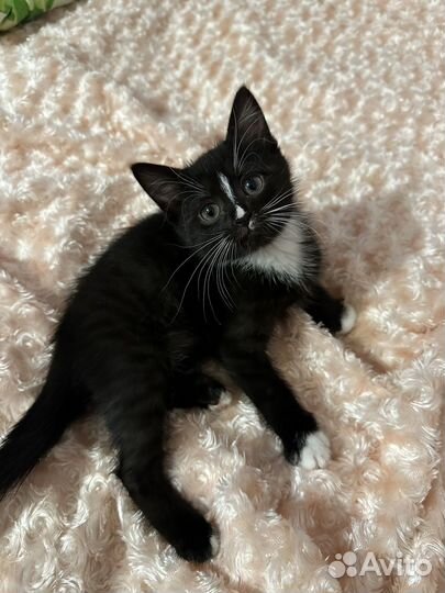 Котята бесплатно