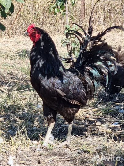 Декоративные куры