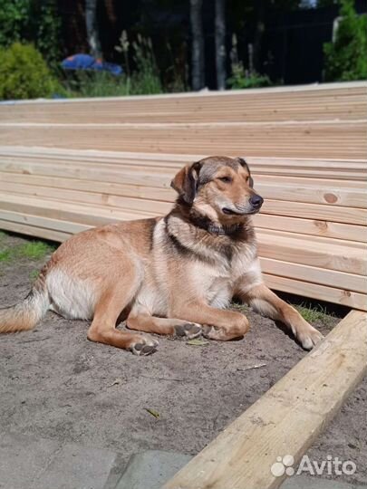 Собака в добрые руки