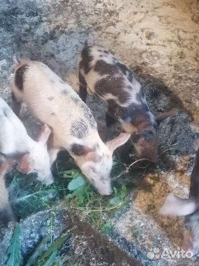 Поросята