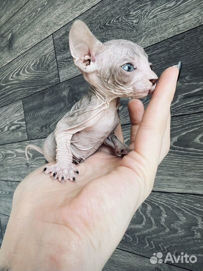 Канадский сфинкс котенок