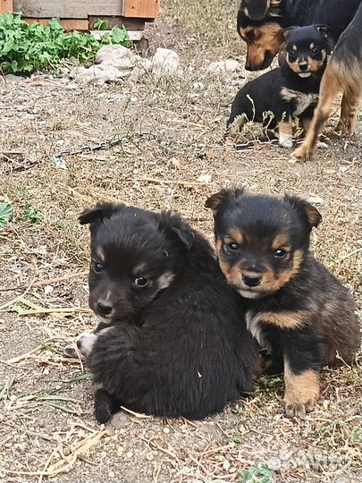 Маленькие собачки в добрые руки