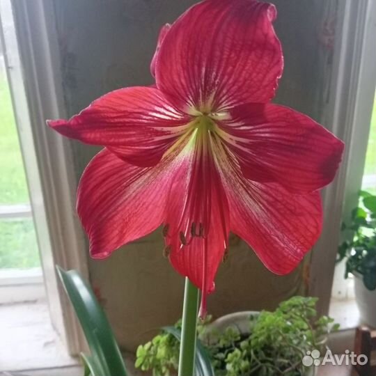 Гиппеаструм амариллис
