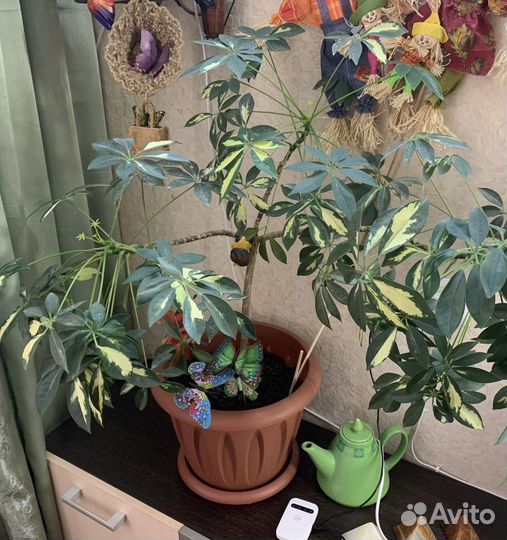 Домашнее растение шеффлера