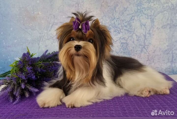 Самая красивая девочка породы Бивер