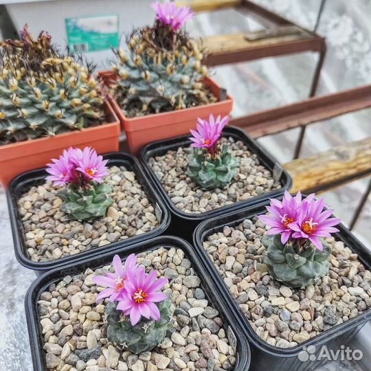 Кактусы: Турбиникарпус, Пелицифора