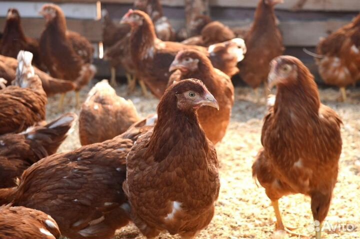 Куры несушки,курица,петухи