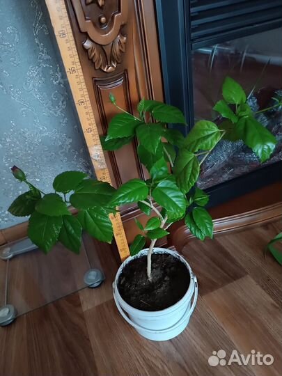 Гибискус китайская роза