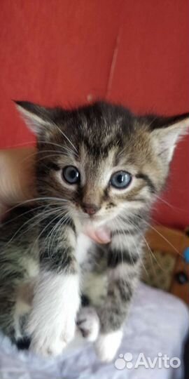 Котята от крысыловки