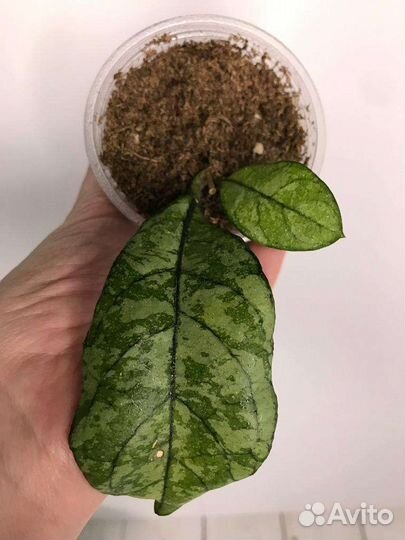 Хойи сортовые 3