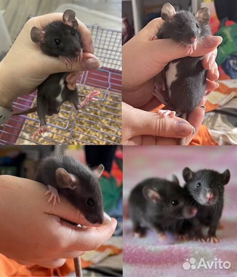 Отдаю Декоративных крысят Элит класса