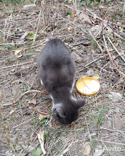 Котенок кот