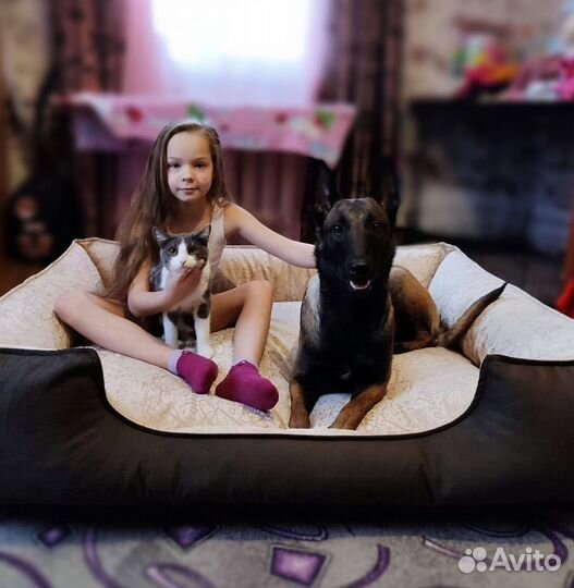 Кинолог Дрессировка собак