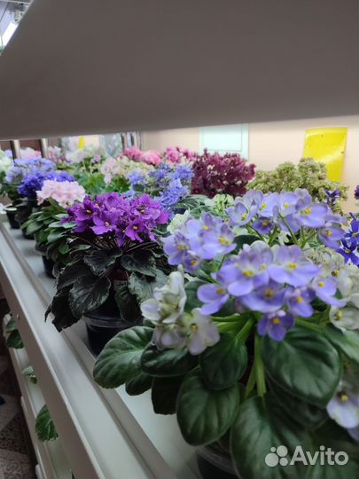 Стартеры и детки фиалок