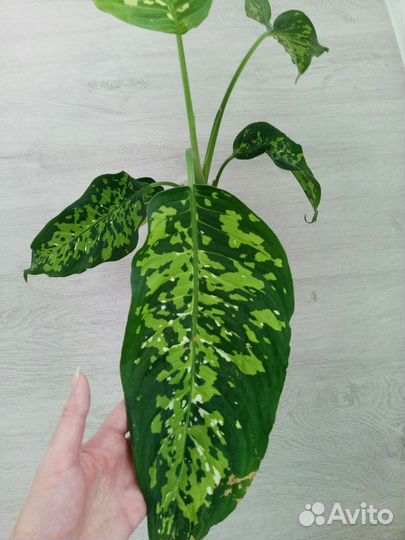 Комнатные растения