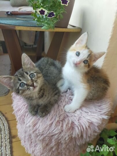 Домашние животные котята, бесплатно