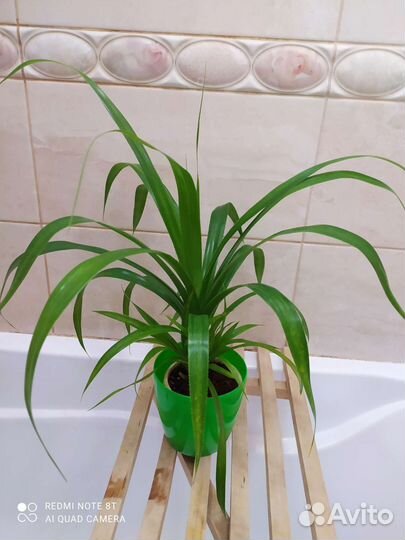 Панданус (винтовая пальма)