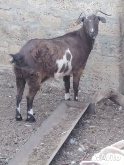 Продаются козы оптом