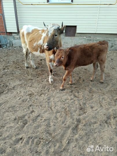 Коровы и телки
