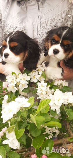 Кавалер Кинг Чарльз Спаниель