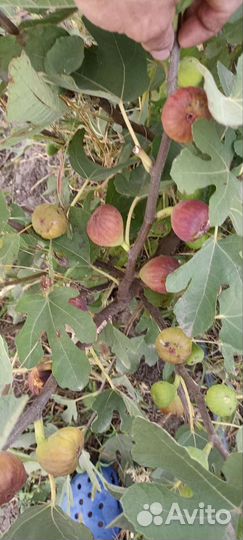 Инжир Урожайный почтой