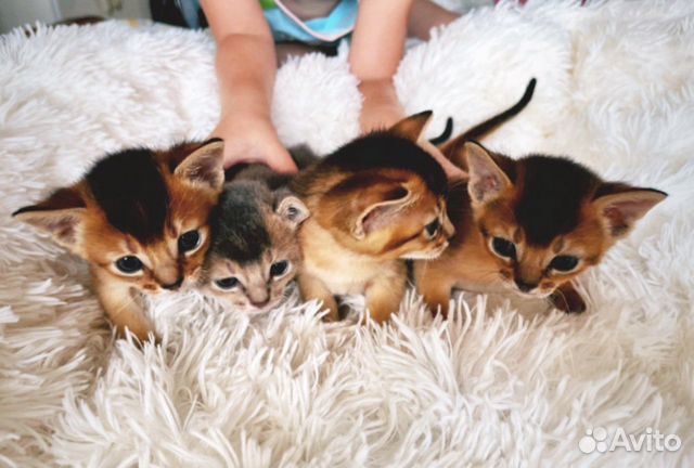 Абиссинские котята (идеальный окрас) объявление продам