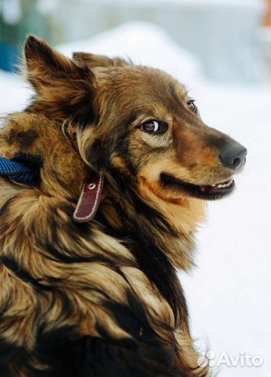 Пушистая красавица из приюта ищет дом