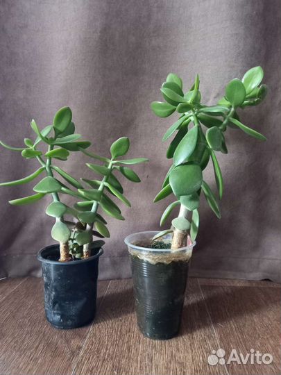 Денежное дерево. Толстянка